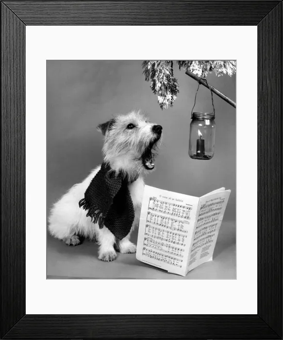 Framed Print : Danny the Jack Russell wearing a scarf sings Christmas Carols in front of a festive Framed Print : Danny the Jack Russell wearing a scarf sings Christmas Carols in front of a festive