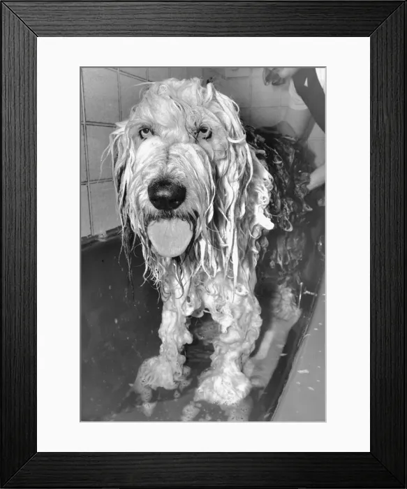 Framed Print : Wet Dog having Bath June 1984 Framed Print : Wet Dog having Bath June 1984