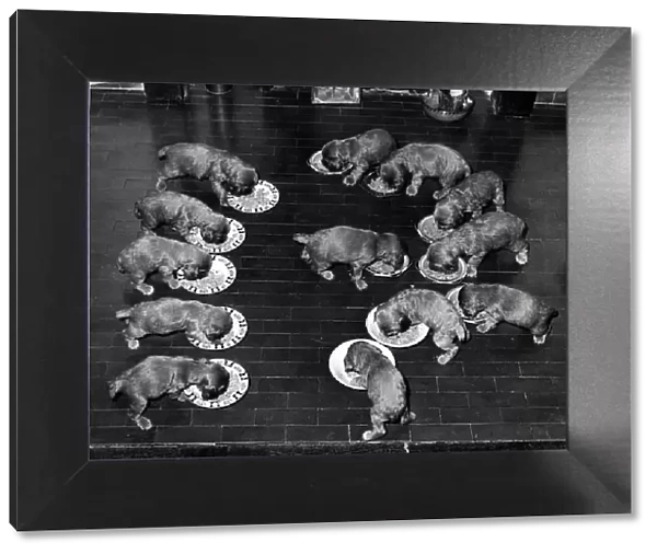 13 Spaniel Puppies dive into their dinners October 1957