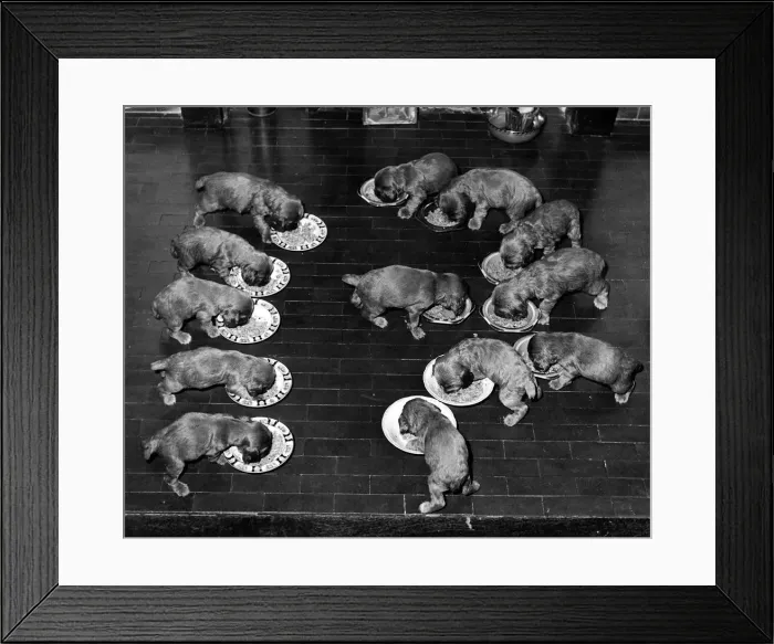 Framed Print : 13 Spaniel Puppies dive into their dinners October 1957