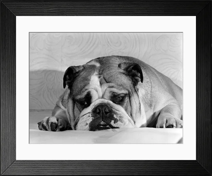 Framed Print : Bruce the Old English Bulldog not feeling his best in October 1978 Framed Print : Bruce the Old English Bulldog not feeling his best in October 1978
