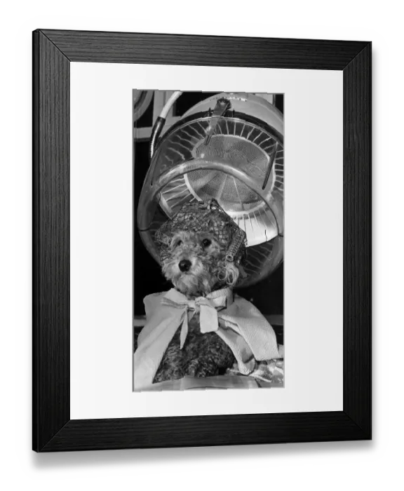 Framed Print : Cherie a two year old Poodle dog sits patiently under a hair drier Dog in hairnet