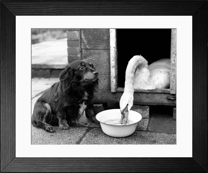Framed Print : Animals Birds Swan Dog January 1969 This swan is enjoying a bowl of water with some