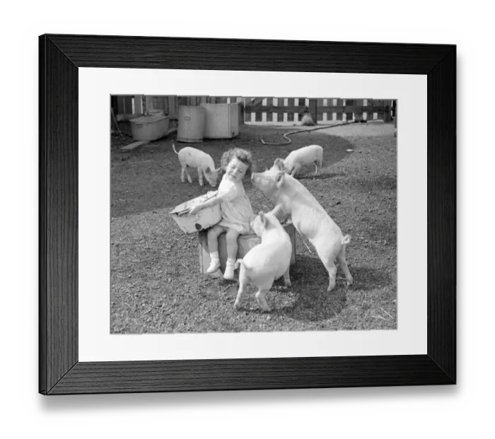 Framed Print : Piglets gather around a little girl holding a pigs swill tub at the Beckenham Piggery