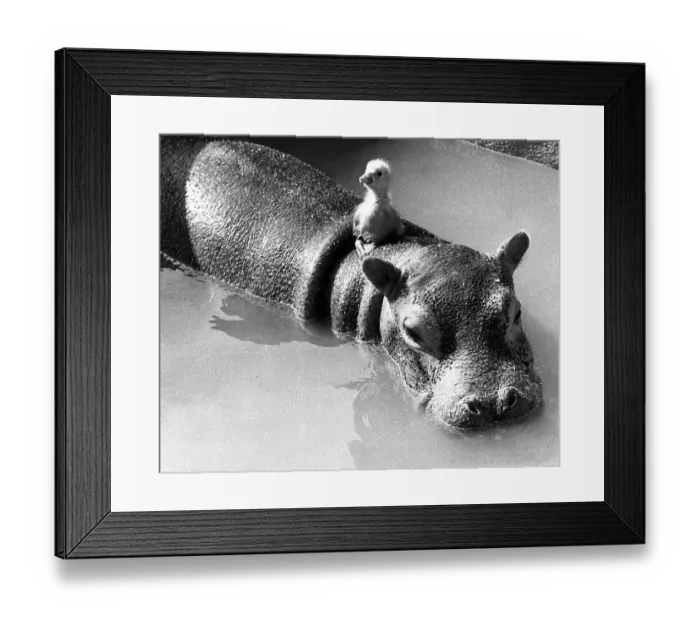 Framed Print : Animals friendships Hippo Gosling March 1973 Tommy the gosling who is 5 days old