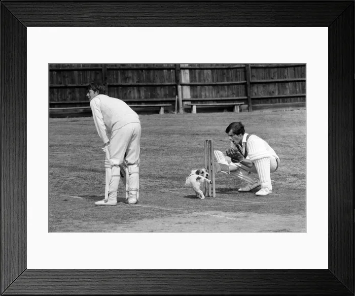 Framed Print : Dog On Wicket, 1st September 1975. Jack Russell Dog cocks hind leg to urinate Framed Print : Dog On Wicket, 1st September 1975. Jack Russell Dog cocks hind leg to urinate
