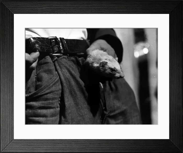 Framed Print : Ferret being put inside the trousers of Sylveste McCoy November 1971 as Framed Print : Ferret being put inside the trousers of Sylveste McCoy November 1971 as