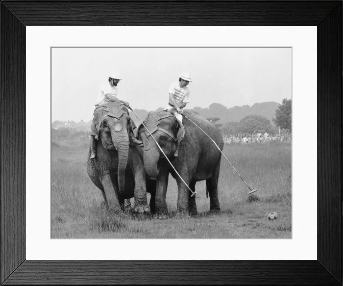 Framed Print : British Elephant Polo Championships July 1987 Practise Session Robert