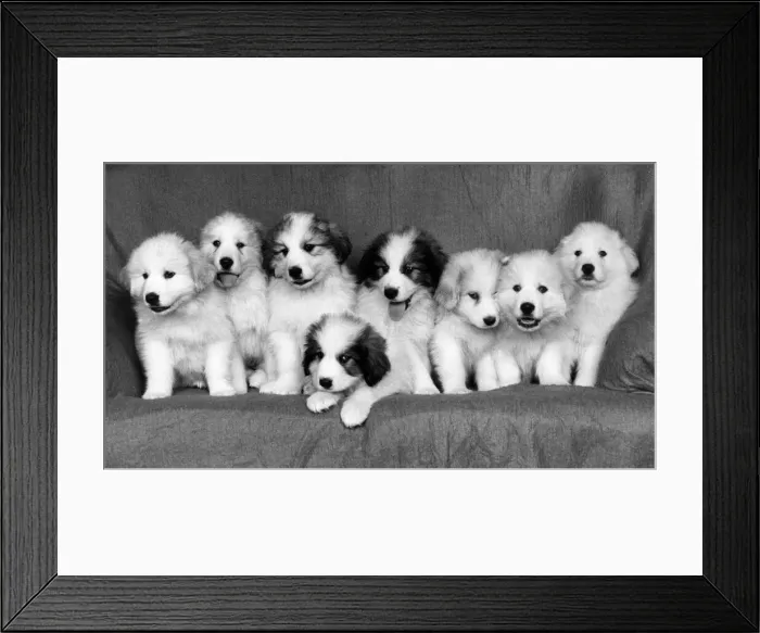 Framed Print : Pyrrenian Mountain Dog Puppies sitting on sofa December 1985 Framed Print : Pyrrenian Mountain Dog Puppies sitting on sofa December 1985
