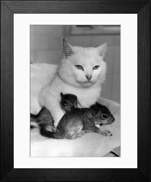 Framed Print : Animals Cat April 1985 One year old stray cat called Sophie Framed Print : Animals Cat April 1985 One year old stray cat called Sophie