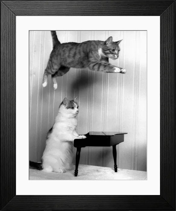 Framed Print : Entertaiment Animals CatsAugust 1987 Ginger Tom Oliver is well known for his leaps Framed Print : Entertaiment Animals CatsAugust 1987 Ginger Tom Oliver is well known for his leaps