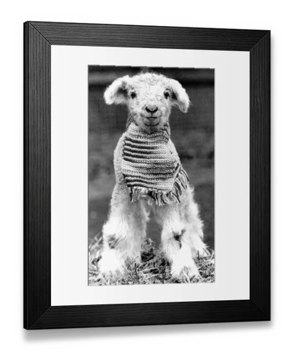 Framed Print : Animals Sheep lambs Decmber 1988 This lamb was kept warm by its knitted scarf Framed Print : Animals Sheep lambs Decmber 1988 This lamb was kept warm by its knitted scarf