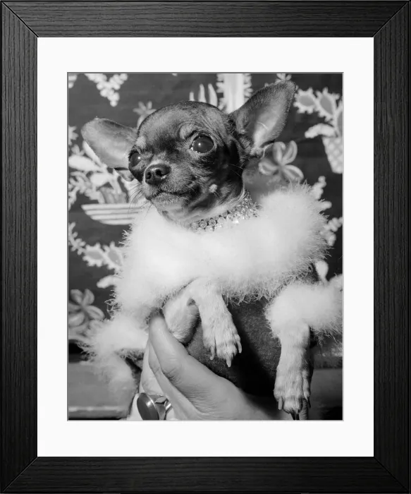 Framed Print : At the dogs Crufts Show, Olympia was this Chihuahua Jofos Starza Framed Print : At the dogs Crufts Show, Olympia was this Chihuahua Jofos Starza