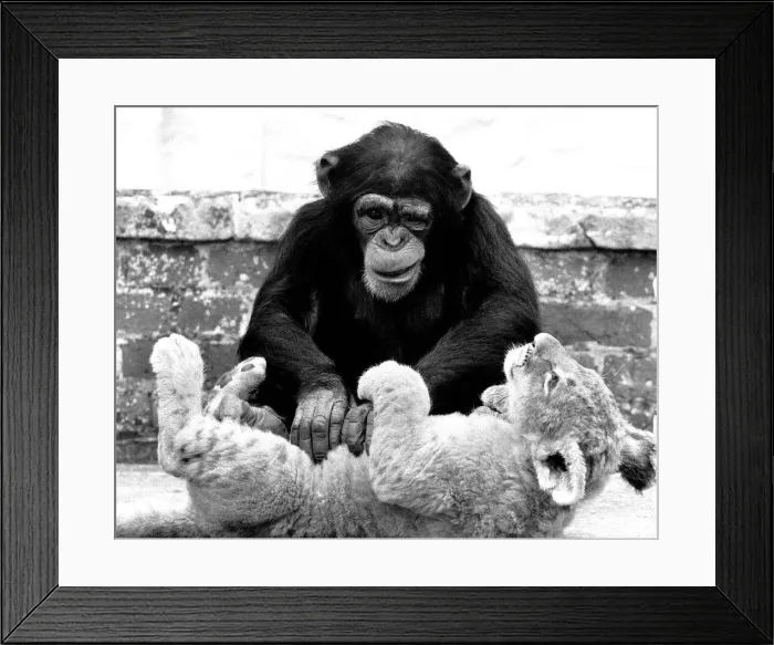 Framed Print : Animals friendships Chimpanzee Lion Cub July 1984 Mandy the 5 year old chimp