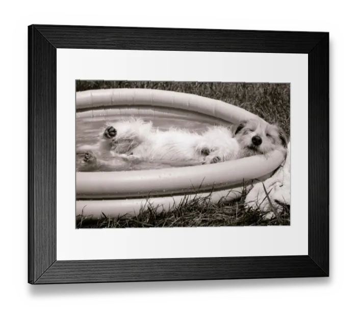 Framed Print : Danny the Jack Russell relaxes in an inflatable paddling pool in the garden of his owner Framed Print : Danny the Jack Russell relaxes in an inflatable paddling pool in the garden of his owner