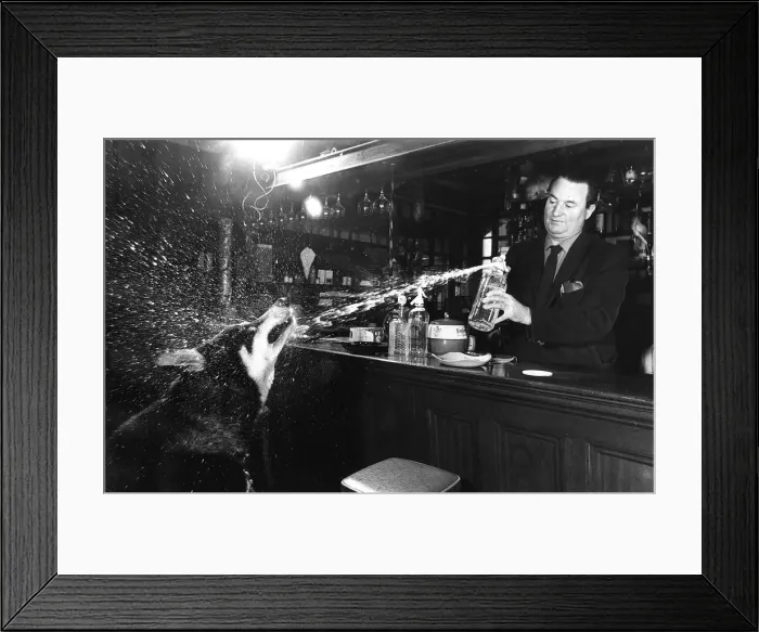 Framed Print : Animal Dog Alsatian November 1967 Chip Chop didn Framed Print : Animal Dog Alsatian November 1967 Chip Chop didn