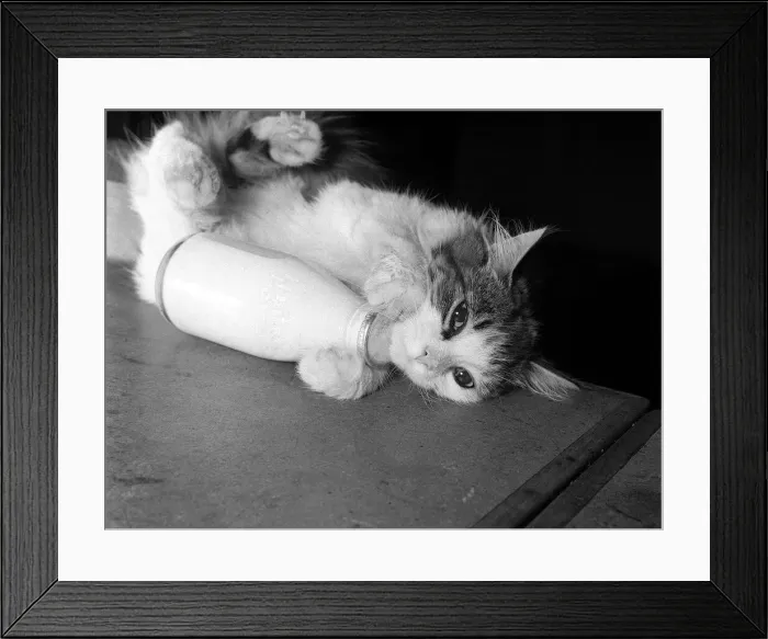 Framed Print : Animals Cats January 1960 This five month old kitten Josephine, likes a milk bottle
