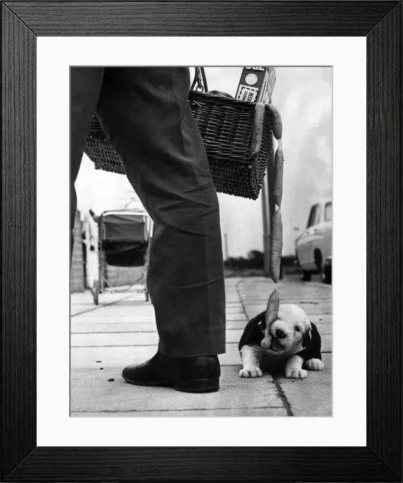 Framed Print : Young Boot a four-week-old sheepdog puppy that has a weakness for Sausages
