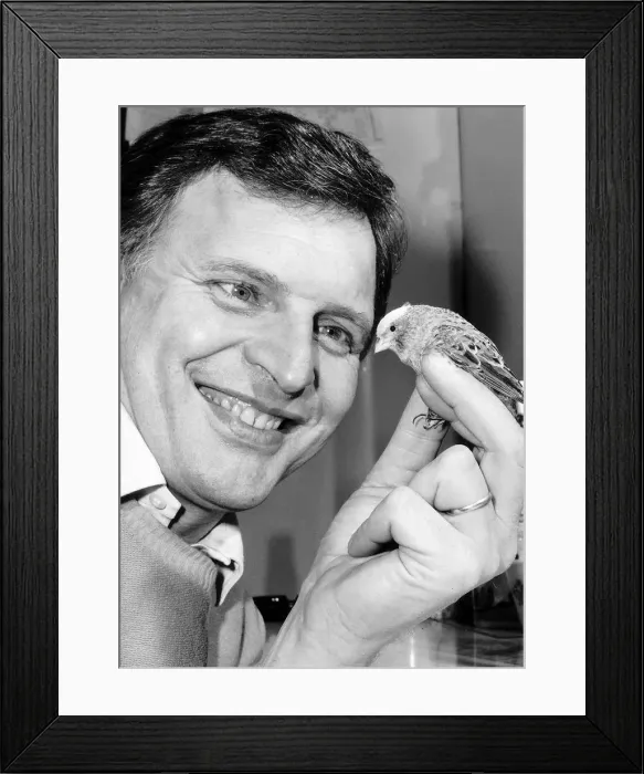 Framed Print : Peter Dean actor in the soap Eastenders with one of his twenty four Canaries Framed Print : Peter Dean actor in the soap Eastenders with one of his twenty four Canaries