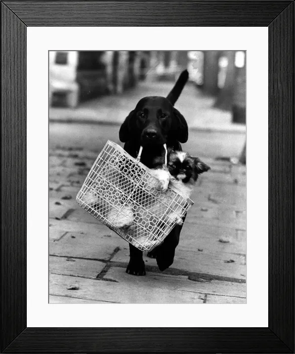 Framed Print : Animal Dog Labrador October 1965 Tooper age two and a half takes 6 months old Framed Print : Animal Dog Labrador October 1965 Tooper age two and a half takes 6 months old
