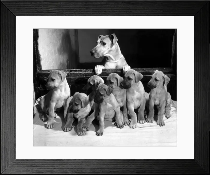 Framed Print : Yank a four year old Great Dane guard dog of the Crown Inn in Stoney Stratford with her Framed Print : Yank a four year old Great Dane guard dog of the Crown Inn in Stoney Stratford with her