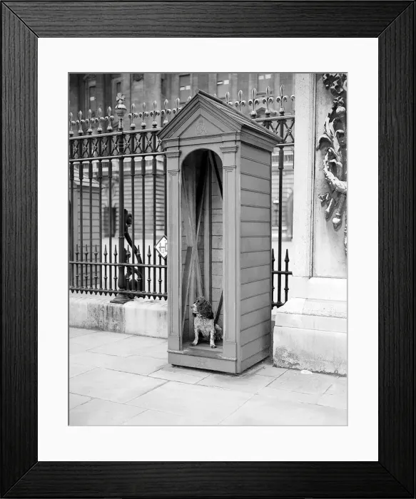 Framed Print : Dog in Sentry box August 1941 outside Buckingham Palace Framed Print : Dog in Sentry box August 1941 outside Buckingham Palace