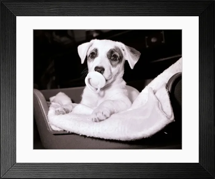 Framed Print : Polly the puppy used to be a big noise in her neighberhood day and night she kept barking Framed Print : Polly the puppy used to be a big noise in her neighberhood day and night she kept barking
