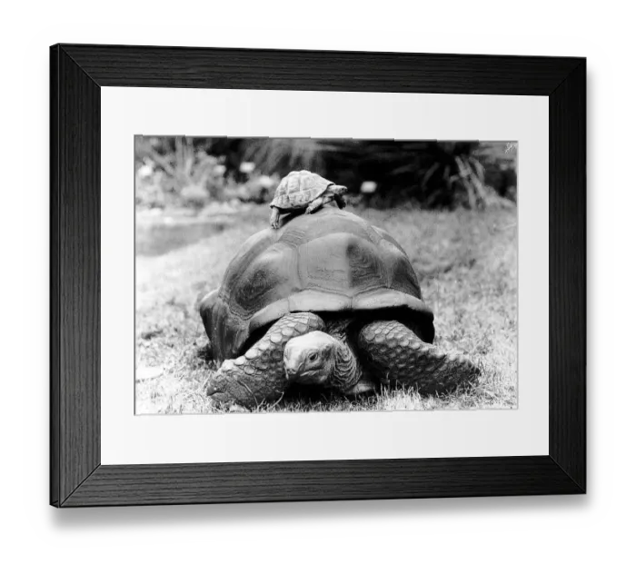 Framed Print : Giant Tortoise named Tank who lives in London Zoo and was used for promoting the Save Framed Print : Giant Tortoise named Tank who lives in London Zoo and was used for promoting the Save