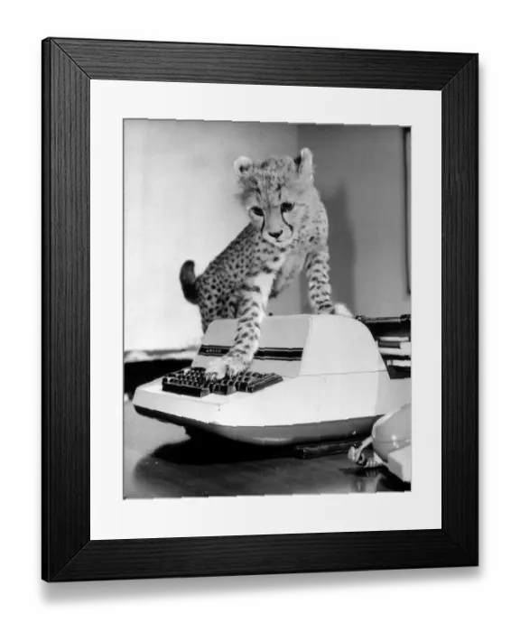 Framed Print : Animal Cheetah November 1986 Saki the baby cheetah was rejected by his mother Framed Print : Animal Cheetah November 1986 Saki the baby cheetah was rejected by his mother