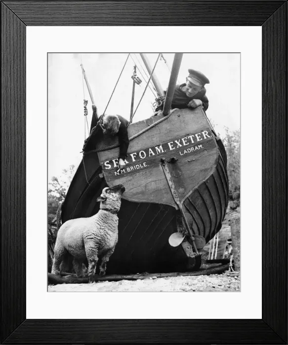 Framed Print : Animals Sheep October 1951 Timothy the Ram, who just doesn Framed Print : Animals Sheep October 1951 Timothy the Ram, who just doesn