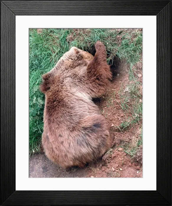 Framed Print : Animals Brown Bear digging hole Whipsnade Zoo June 1997