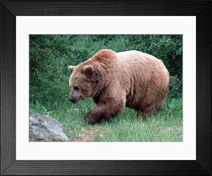 Framed Print : Animals Brown Bear Whipsnade Zoo June 1997 Framed Print : Animals Brown Bear Whipsnade Zoo June 1997