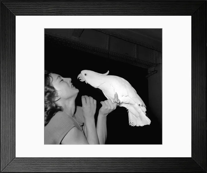 Framed Print : National Cage Bird Exhibition December 1959 Actress Margot Evans with Cocky