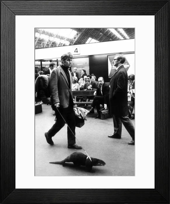 Framed Print : Bill Travers Actor - July 1968 with Oliver the Otter Framed Print : Bill Travers Actor - July 1968 with Oliver the Otter
