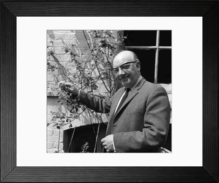 Framed Print : Arthur Lowe actor in his garden June 1965 Framed Print : Arthur Lowe actor in his garden June 1965
