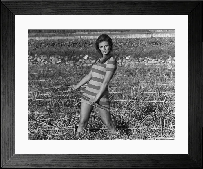 Framed Print : Actress Raquel Welch on location for film shoot 1966 Wearing striped mini Framed Print : Actress Raquel Welch on location for film shoot 1966 Wearing striped mini