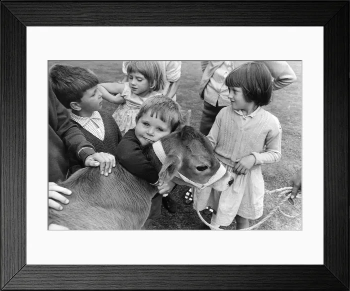 Framed Print : Children at one of Londons City Farms seen here cuddling a calf Framed Print : Children at one of Londons City Farms seen here cuddling a calf