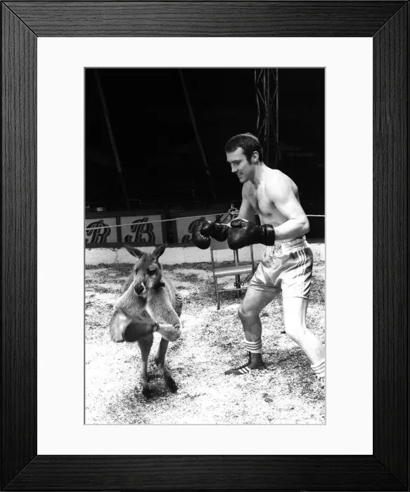 Framed Print : Alan Minter vs The Hopping Aussie Boxing Alan Minter Britain Framed Print : Alan Minter vs The Hopping Aussie Boxing Alan Minter Britain