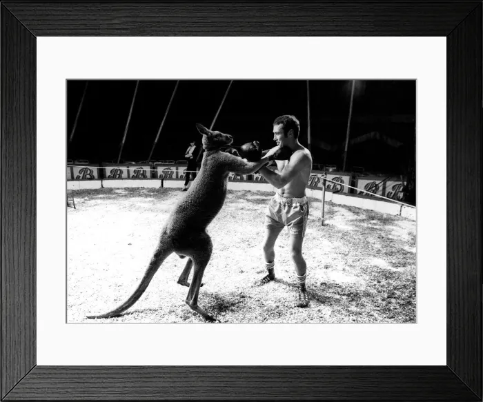 Framed Print : Alan Minter vs The Hopping Aussie Boxing Alan Minter Britain Framed Print : Alan Minter vs The Hopping Aussie Boxing Alan Minter Britain