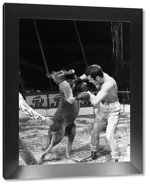 Alan Minter vs The Hopping Aussie Boxing Alan Minter Britain