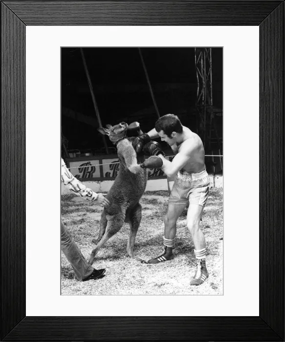 Framed Print : Alan Minter vs The Hopping Aussie Boxing Alan Minter Britain Framed Print : Alan Minter vs The Hopping Aussie Boxing Alan Minter Britain