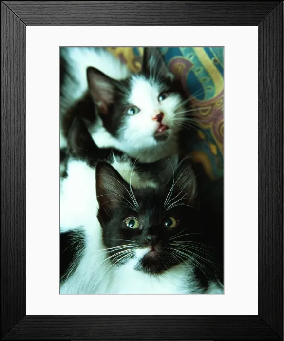 Framed Print : A couple of kittens Framed Print : A couple of kittens