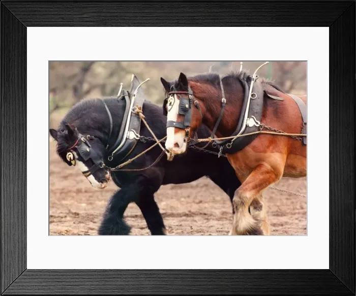 Framed Print : Shire horses Duke (black) and Sam, ploughing in the Old Manor at Beamish Open Museum Framed Print : Shire horses Duke (black) and Sam, ploughing in the Old Manor at Beamish Open Museum