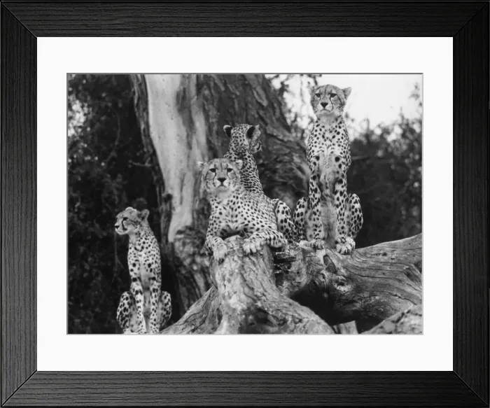 Framed Print : Safari in Kenya - Cheetahs keep a vigilant eye on things Framed Print : Safari in Kenya - Cheetahs keep a vigilant eye on things
