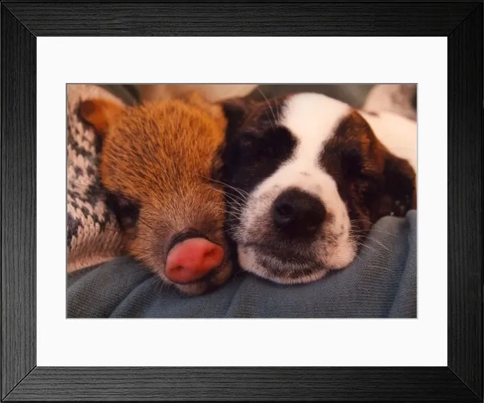 Framed Print : Piglet the Peccary sleeps with Swifty a 6 week old Jack Russell terrier Framed Print : Piglet the Peccary sleeps with Swifty a 6 week old Jack Russell terrier