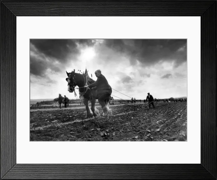 Framed Print : A plough horse competition in November 1982 Framed Print : A plough horse competition in November 1982