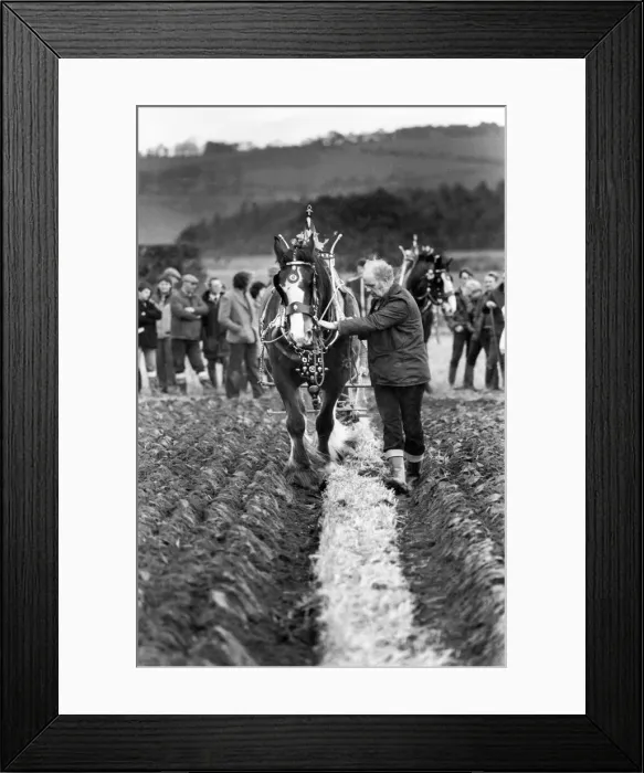 Framed Print : This Shire horse with its brasses on is showing it can plough a straight furrow