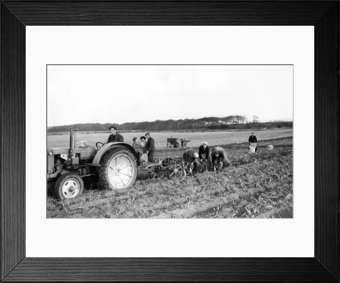 Framed Print : Women potato or tattie pickers following in the path of the mechanical digger on Avenue Framed Print : Women potato or tattie pickers following in the path of the mechanical digger on Avenue