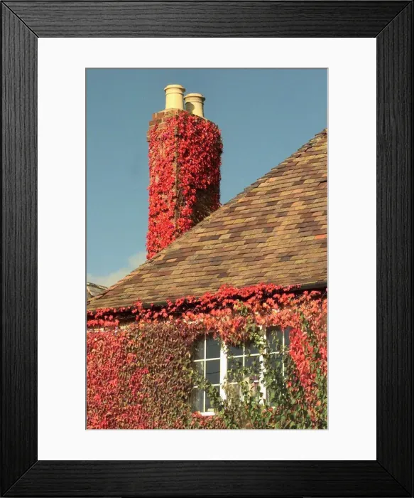 Framed Print : Autumn coloured ivy clings to a chimney post on one of the houses in Broadwas