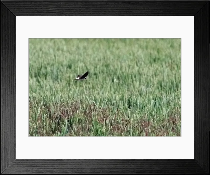  : A Swallow in Flight in the grounds of Ragley hall, near Alcester, Warwickshire